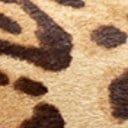 Sand Leopard