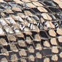 Desert Multi Snake