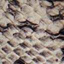 Modern Ivory