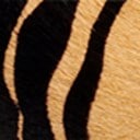Tan/Black Tiger