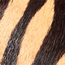 New Tan Tiger