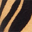 New Tan Tiger