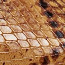 Cuoiose Snake Print